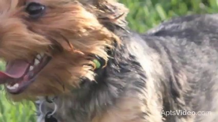 The Myrtles at Olde Towne Apartments in Portsmouth, VA - ForRent.com