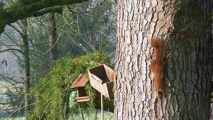 Ecureuils Larraualtia