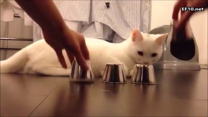 kedinin inanılmaz dikkati