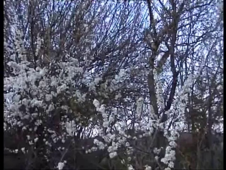 bahçelerin sayvanı