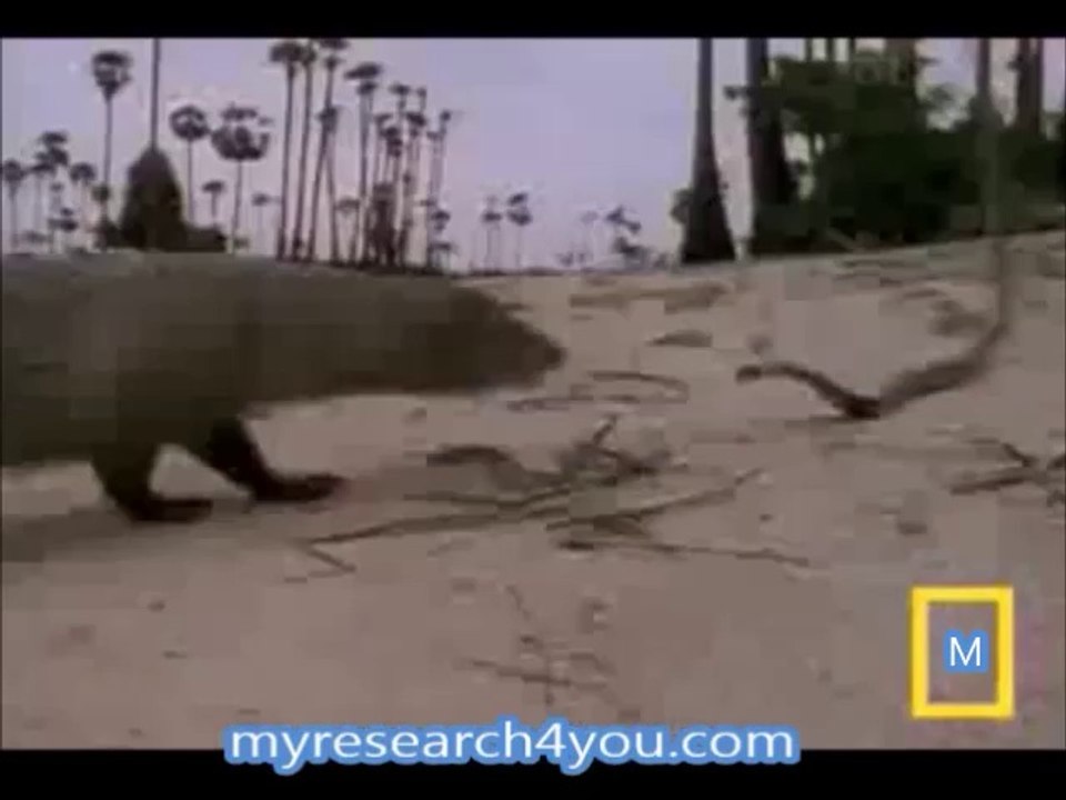Cobra vs Mongoose By myresearch4you
