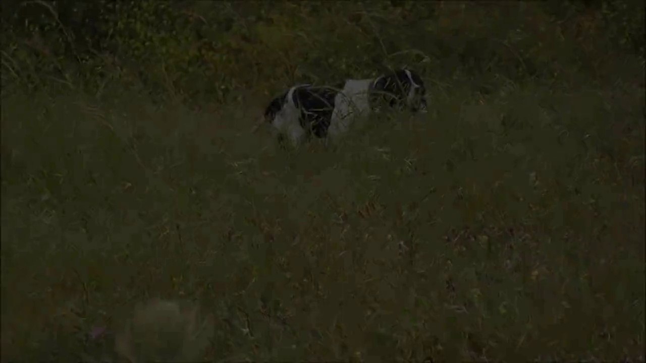 borum av köpekleri yarışması  final görüntüleri..