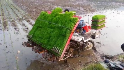 Tam otomatik Pirinç fideleme makinesi böyle çalışıyor