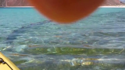 Poisson Ruban filmé en Basse-Californie