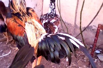 hint horozu uşak 2014