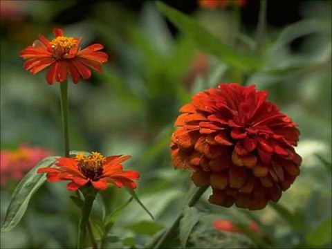 Bahâr oldu yine açıldı güller... Elif Ömürlü Uyar-Vasfi Emre Ömürlü