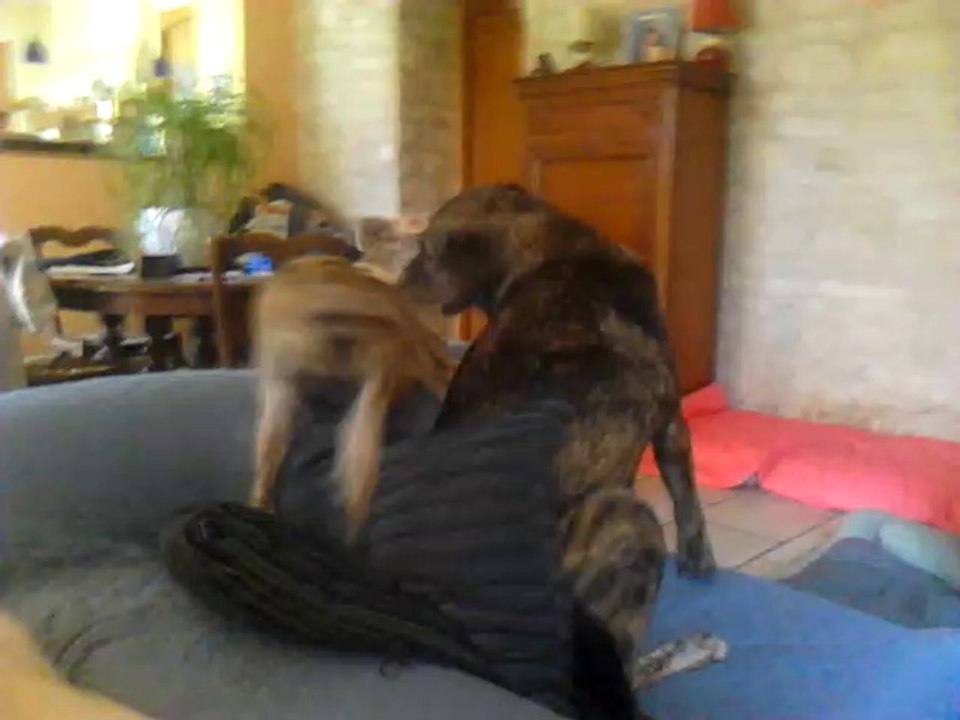 Milena et Etna....suivies de Nikita !