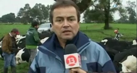 Chile: mueren 68 vacas alcanzadas por rayos