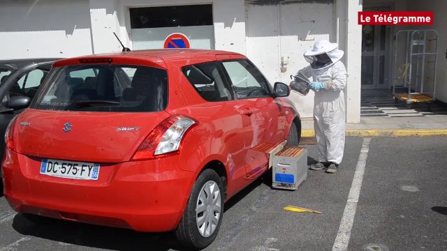 Vannes. Un essaim d'abeilles squatte une voiture