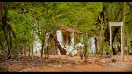 Morgan Freeman Says Lemurs Have More Of A Right To Be On This Earth Than We Do