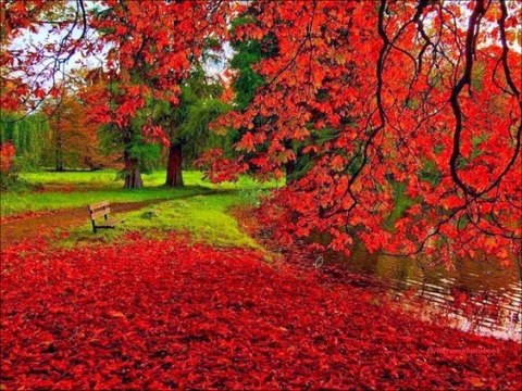 ZARA-DAMARIMDA KANIMSIN