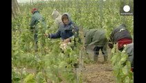 Produzione di vino, sorpasso della Spagna sulla Francia. Italia prima