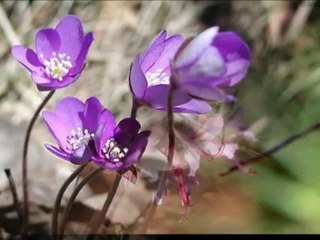 Aşkın odu ciğerimi... Elif Ömürlü Uyar