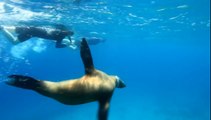 Snorkeling With Sea Lions in the Galapagos During A Cruise with Quasar