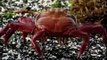 The Galapagos Sally Lightfoot Crabs on a Galapagos Cruise with Quasar Expeditions