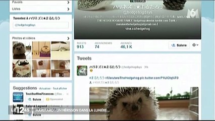 Marutaro, le petit hérisson star du web