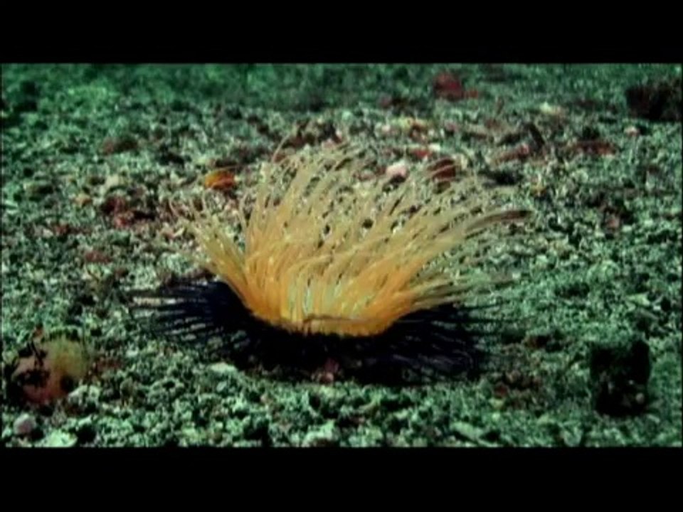 Underwater & Marine Life In The Galapagos Islands