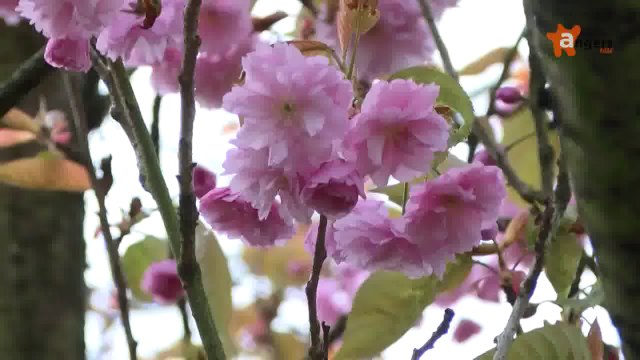 PAROLES D'ASSOS 2014 [S.1] [E.13] - Paroles d'Assos du 09/04 - Libr'o jardin