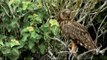 Galapagos Birds: Watch Birds Of The Galapagos Islands with Quasar