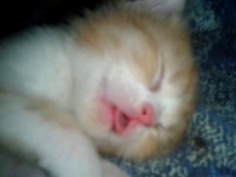 Chatons Luna/Drago 20 jours - dans le carton 2