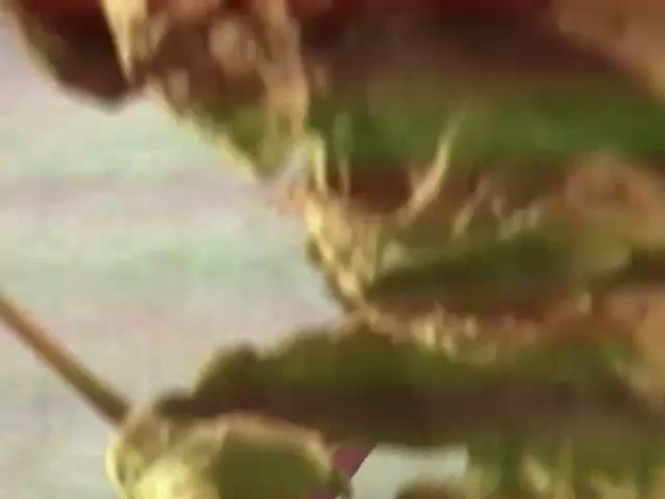 FxGuru_20140329_203948.mp4