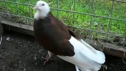 Gökyüzünde Yaptığı Şovlar İle Herkesi Kendine Hayran Bırakan Dönek Güvercinleri