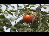 Zaštita paradajza u plasteničkoj proizvodnji,Galenika Fitofarmacija_ 342 _05.04.2014.