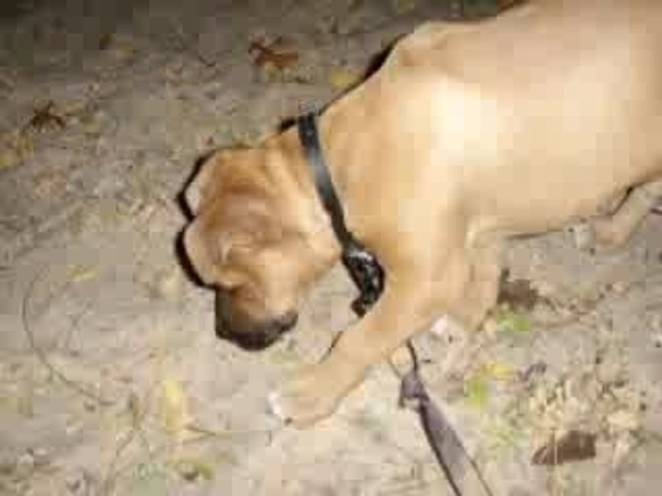 Amstaff tyson