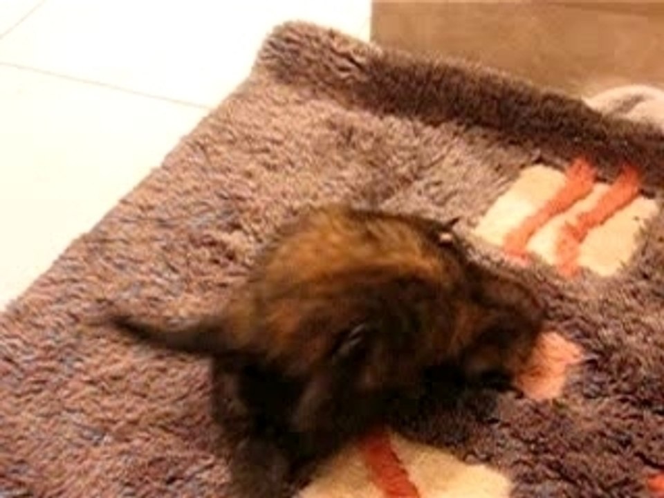 Les chatons jouent