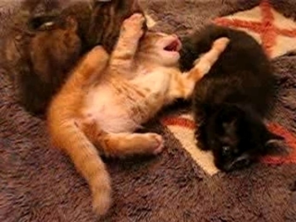 Les chatons jouent (suite)