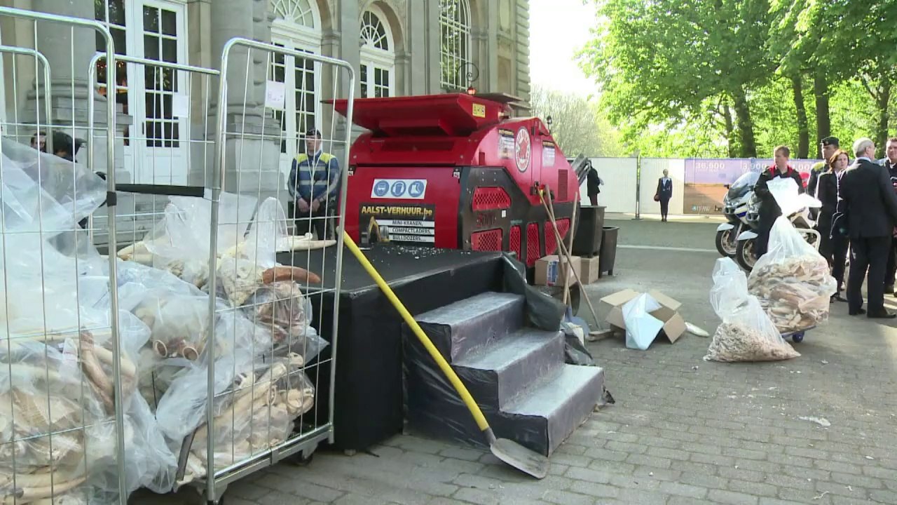 Belgian authorities destroy 1.5-ton stockpile of ivory