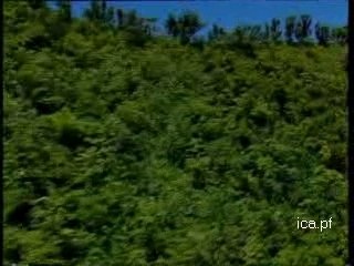 Moorea (2ème partie)