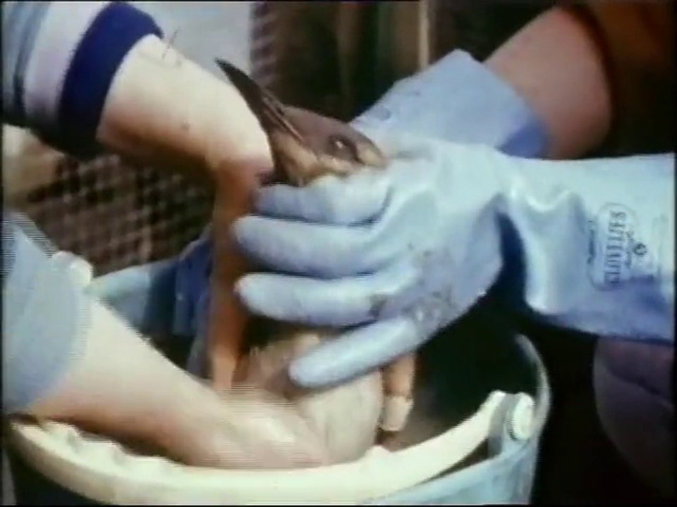 People's Century - 1959: End4ngered Pl4net (Environmentalism)