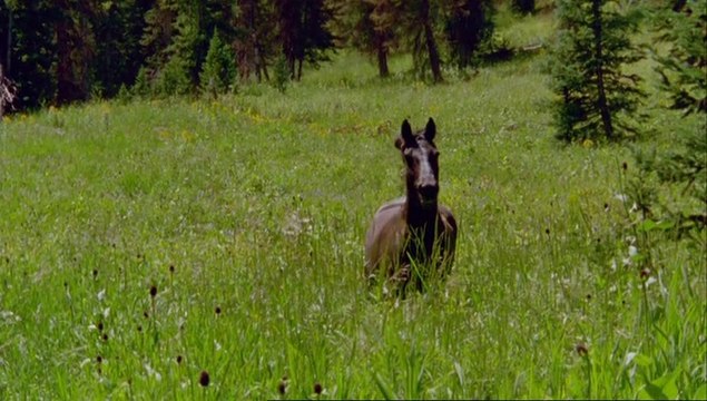 Musique Relaxante avec les meilleurs amies de l'homme les chevaux