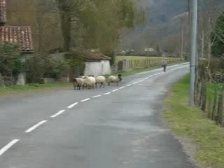 moutons