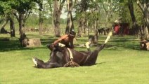 Horse Yoga : just awesome animal Workout!