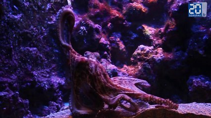 Le repas d'un poulpe