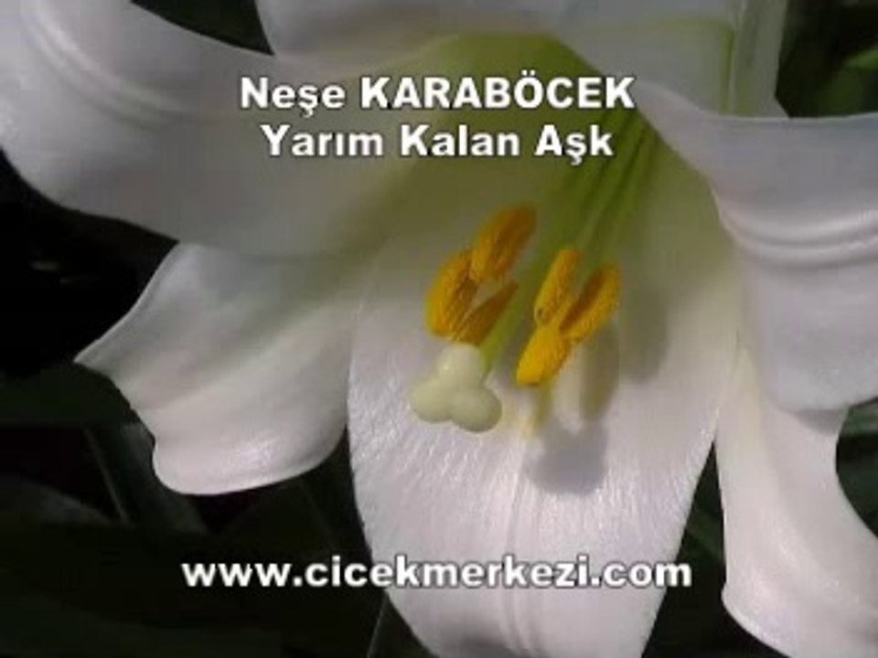 Neşe KARABÖCEK -Yarım kalan aşk.