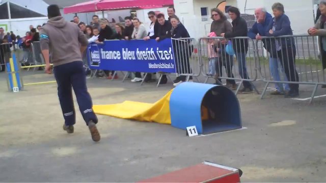 Concours Agility Morlaix 06/04/2014 - Brevet 1er Degré : 0 faute