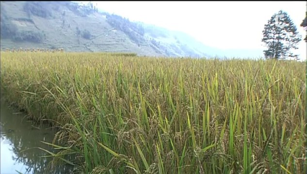 Le peuple des rizières