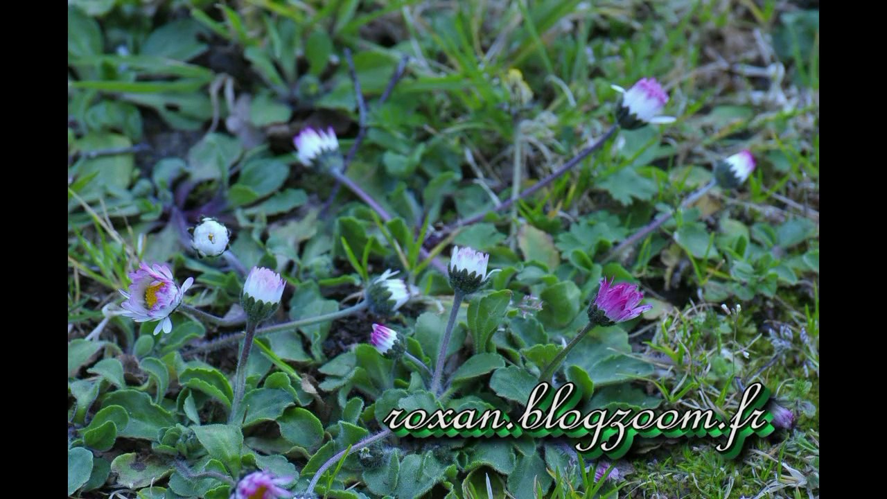 Une journée de Pâquerettes