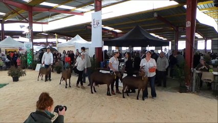 2014 / NOUVEAU Caprin Avenir Passion, extrait du film 3 / 6 Open Show caprin, Château-Gontier