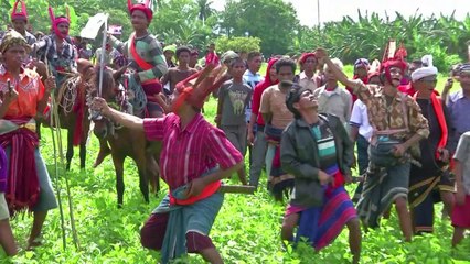 Indonésie: des cavalcades millénaires à l'épreuve du tourisme