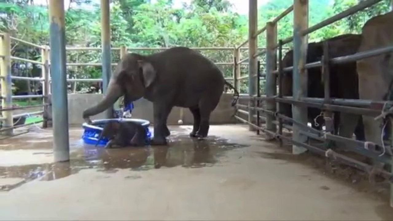 Baby Elephant Bath Time Part 2