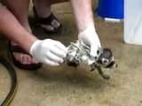 Rocky the Raccoon - Baby Raccoon gets a bath!