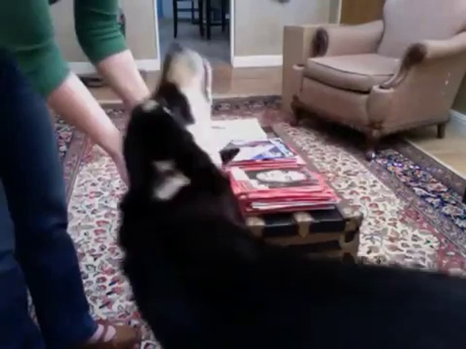 My dog loves perfume