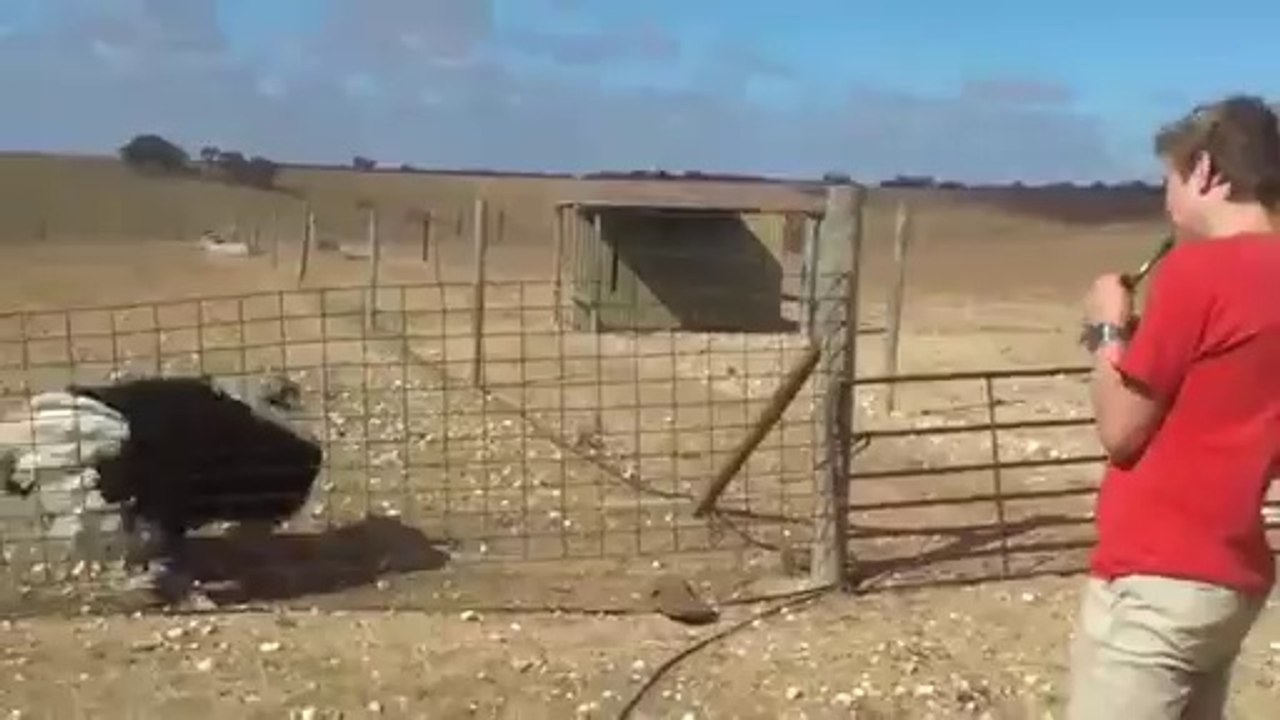 Ostrich taming (Original)