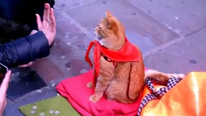 " I'd Like You To Meet " - Ft. A Street Cat Named Bob