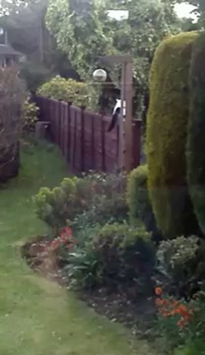 Cats vs Fox (Part 1)