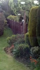 Cats vs Fox (Part 1)